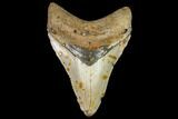 Fossil Megalodon Tooth - North Carolina #105013-1